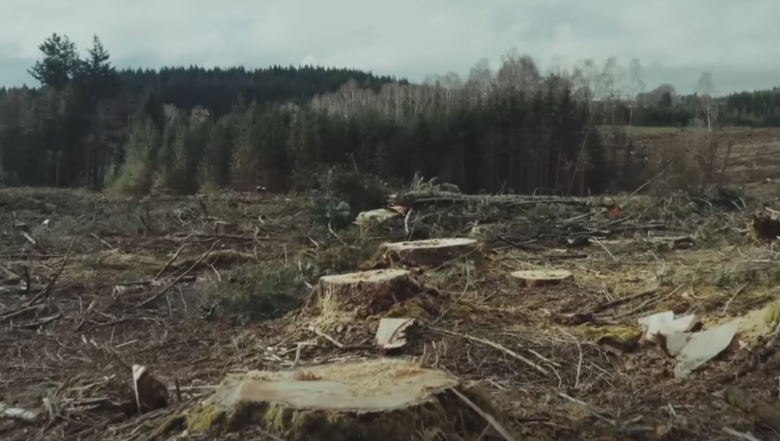 Les arbres replantés stockent beaucoup moins de CO2 que les forêts primaires